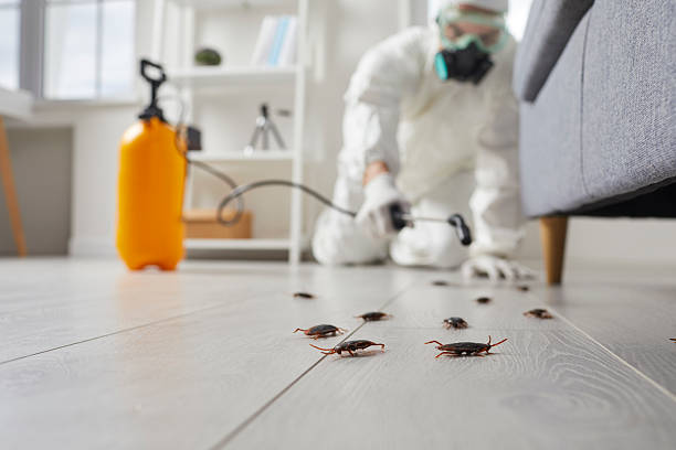 Trusted Cockroach Control service in New London, TX - Nex Pest Control