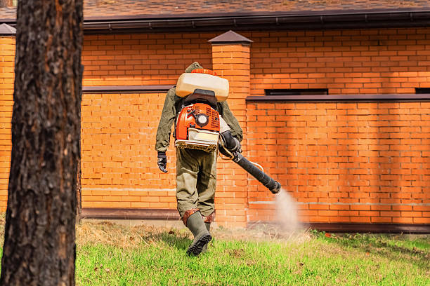Trusted Ant Control service in New London, TX - Nex Pest Control